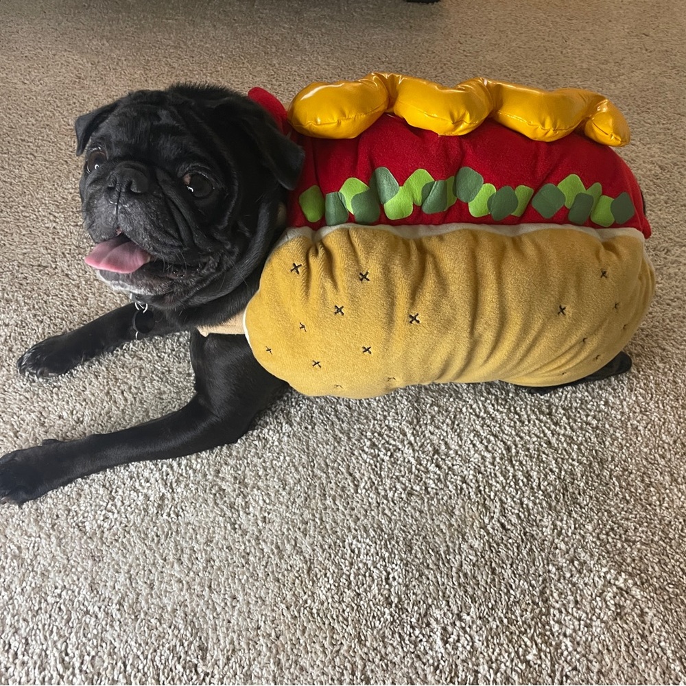 Hotdog Halloween Costume Medium Dog